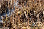 NOVP240034 watersnip / Gallinago gallinago