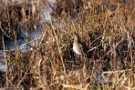 NOVP240038 watersnip / Gallinago gallinago
