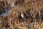 NOVP240044 watersnip / Gallinago gallinago