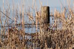 NOVP240060 waterral / Rallus aquaticus