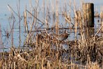 NOVP240062 waterral / Rallus aquaticus
