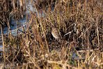 NOVP240067 watersnip / Gallinago gallinago