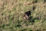 NOVP240073 buizerd / Buteo buteo
