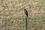 NOVP240080 buizerd / Buteo buteo