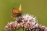 NLO201514 kleine vuurvlinder / Lycaena phlaeas