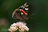NLO201527 Atalanta / Vanessa atalanta