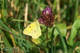 NLO201541 Oranje Luzernevlinder / Colias croceus