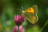 NLO201549 Oranje Luzernevlinder / Colias croceus