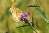 NLO201561 oranje zandoogje / Pyronia tithonus
