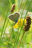 NLO201568 Icarusblauwtje / Polyommatus icarus