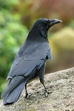 NDB14157282 zwarte kraai / Corvus corone