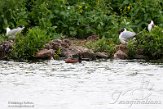 NSP01220066 geoorde fuut / Podiceps nigricollis
