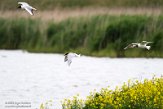 NSP01220077 visdief / Sterna hirundo - kokmeeuw / Chroicocephalus ridibundus