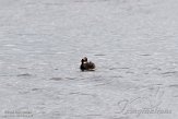 NSP01220094 geoorde fuut / Podiceps nigricollis