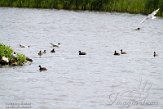 NSP01220121 geoorde fuut / Podiceps nigricollis