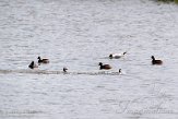 NSP01220125 geoorde fuut / Podiceps nigricollis