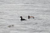 NSP01220176 geoorde fuut / Podiceps nigricollis