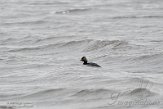 NSP01220179 geoorde fuut / Podiceps nigricollis