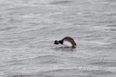 NSP01220181 geoorde fuut / Podiceps nigricollis