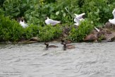NSP01220213 geoorde fuut / Podiceps nigricollis