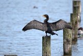NSP01230001 aalscholver / Phalacrocorax carbo