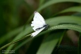 NSP01230053 klein geaderd witje / Pieris napi