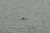 NDS0112003 bruinvis / Phocoena phocoena