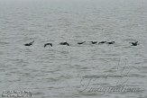 NDS0112010 aalscholver / Phalacrocorax carbo