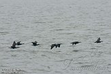 NDS0112012 aalscholver / Phalacrocorax carbo