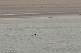 NDS0112024 bruinvis / Phocoena phocoena