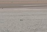 NDS0112030 bruinvis / Phocoena phocoena