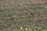 NTE0111043 haas / Lepus europaeus