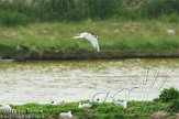 NEM0113010 visdief / Sterna hirundo