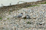 NEM0113014 visdief / Sterna hirundo