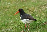 NEM0113051 scholekster / Haematopus ostralegus
