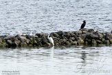 NHV01200012 grote zilverreiger / Ardea alba - aalscholver / Phalacrocorax carbo