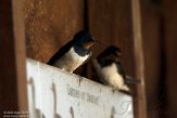 NHV01200017 boerenzwaluw / Hirundo rustica