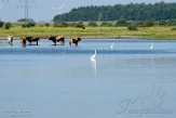 NHV01200059 grote zilverreiger / Ardea alba