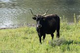 NHV01200070 heckrund / Bos domesticus