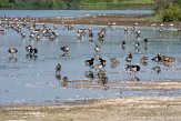 NHV01200110 brandgans / Branta leucopsis