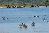 NHV01200116 grauwe gans / Anser anser