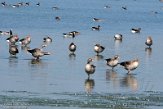 NHV01200120 grauwe gans / Anser anser