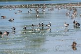 NHV01200127 brandgans / Branta leucopsis - grauwe gans / Anser anser