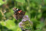 NHV01200147 Atalanta / Vanessa atalanta