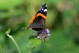 NHV01200152 Atalanta / Vanessa atalanta