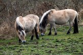 NHV01230013 fjord / Equus ferus caballus