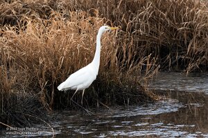 Biesbosch