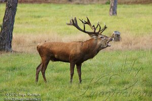 Hoge Veluwe