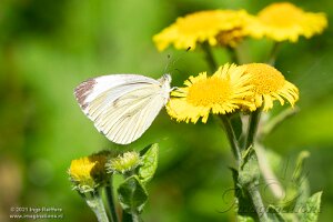 Misc insekten