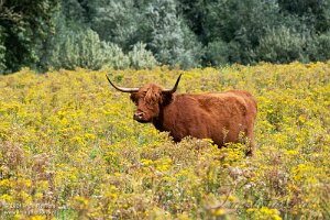 Misc zoogdieren